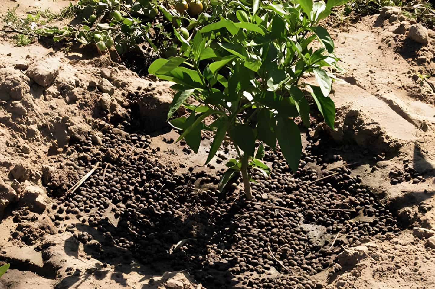 rabbit poop compost