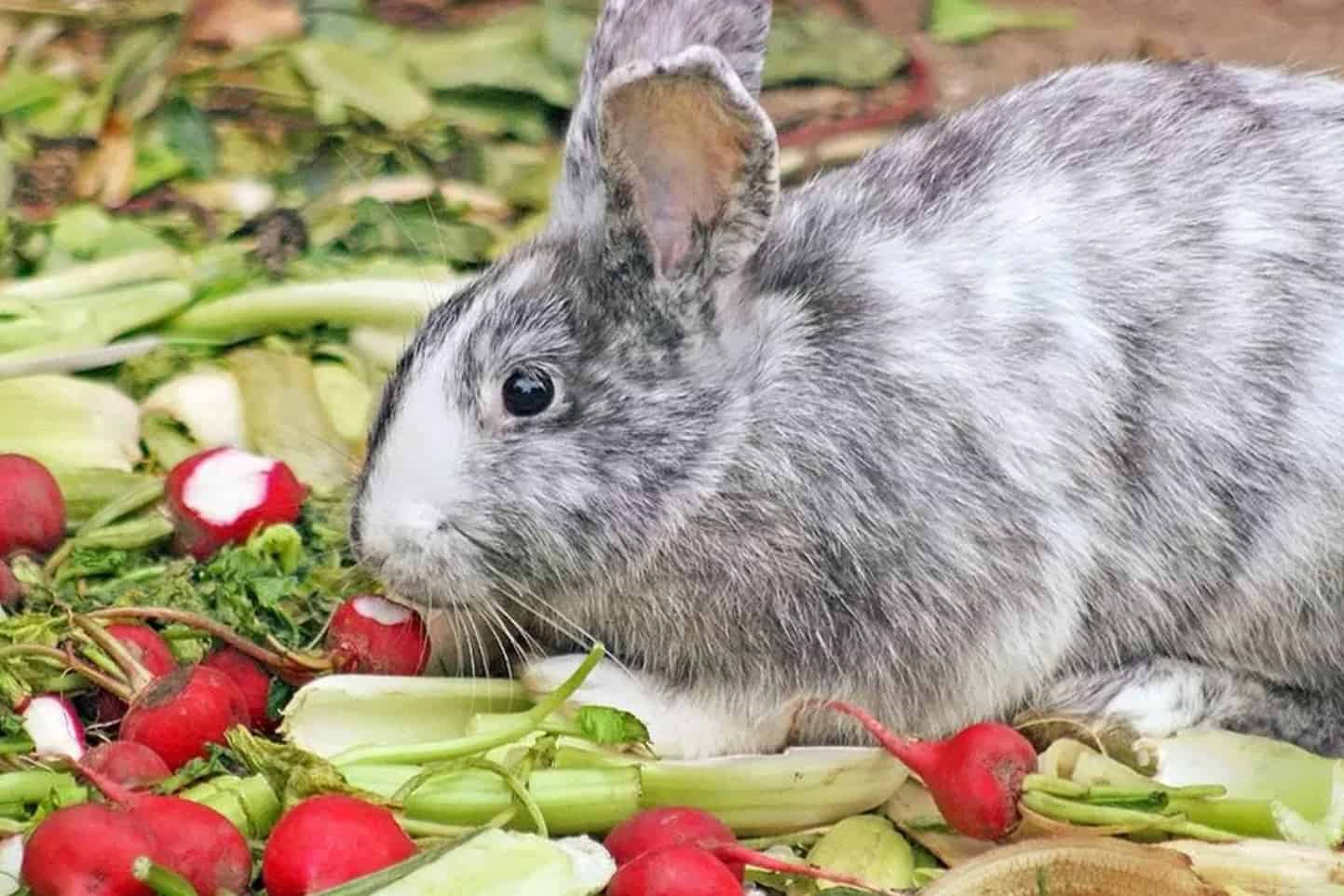 raw bok choy toxic