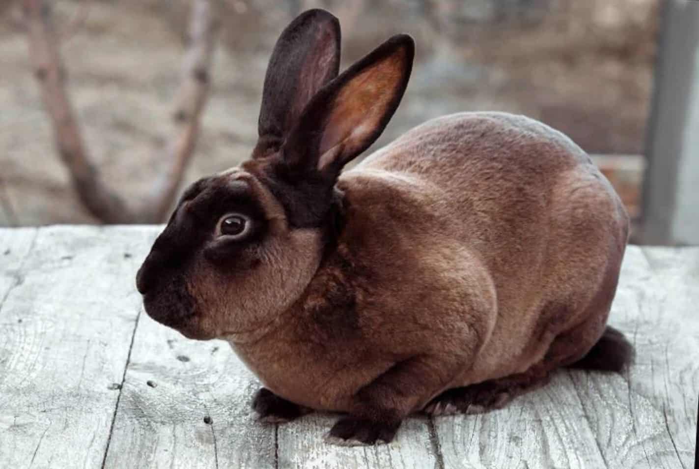 rex rabbit breeds