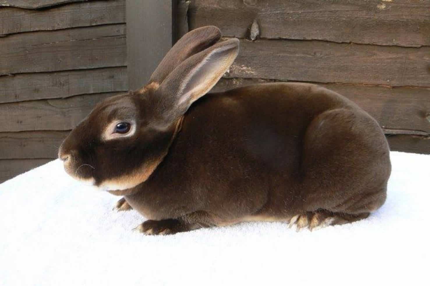 standard rex rabbit