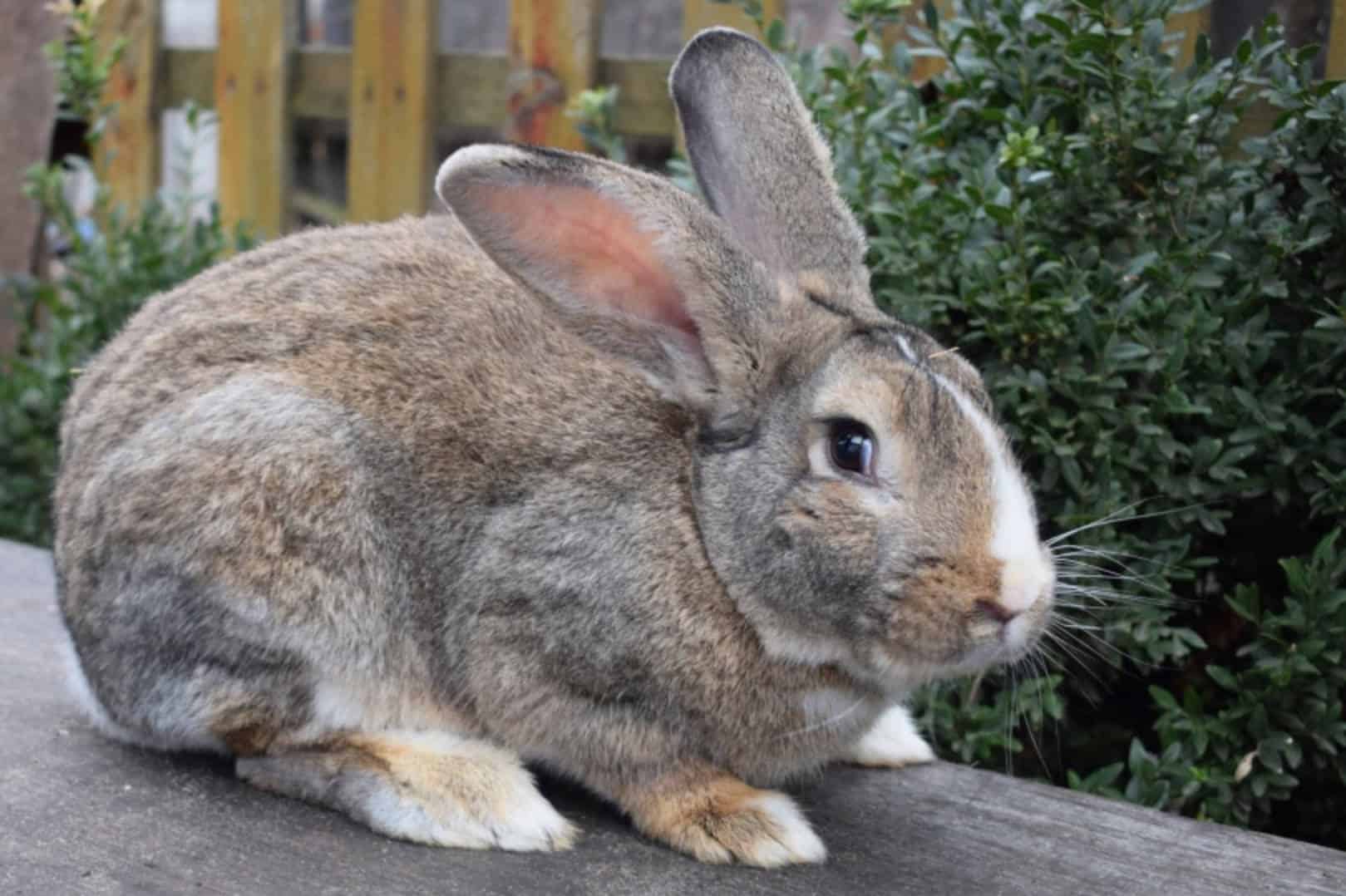 steel grey flemish giant