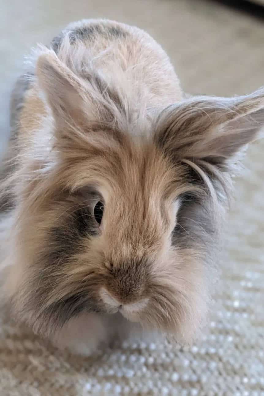 what fruits and vegetables can lionhead rabbits eat