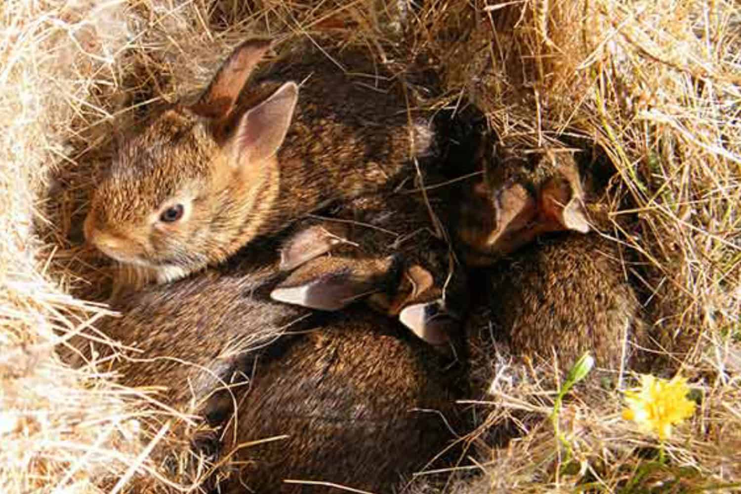 where do rabbits sleep