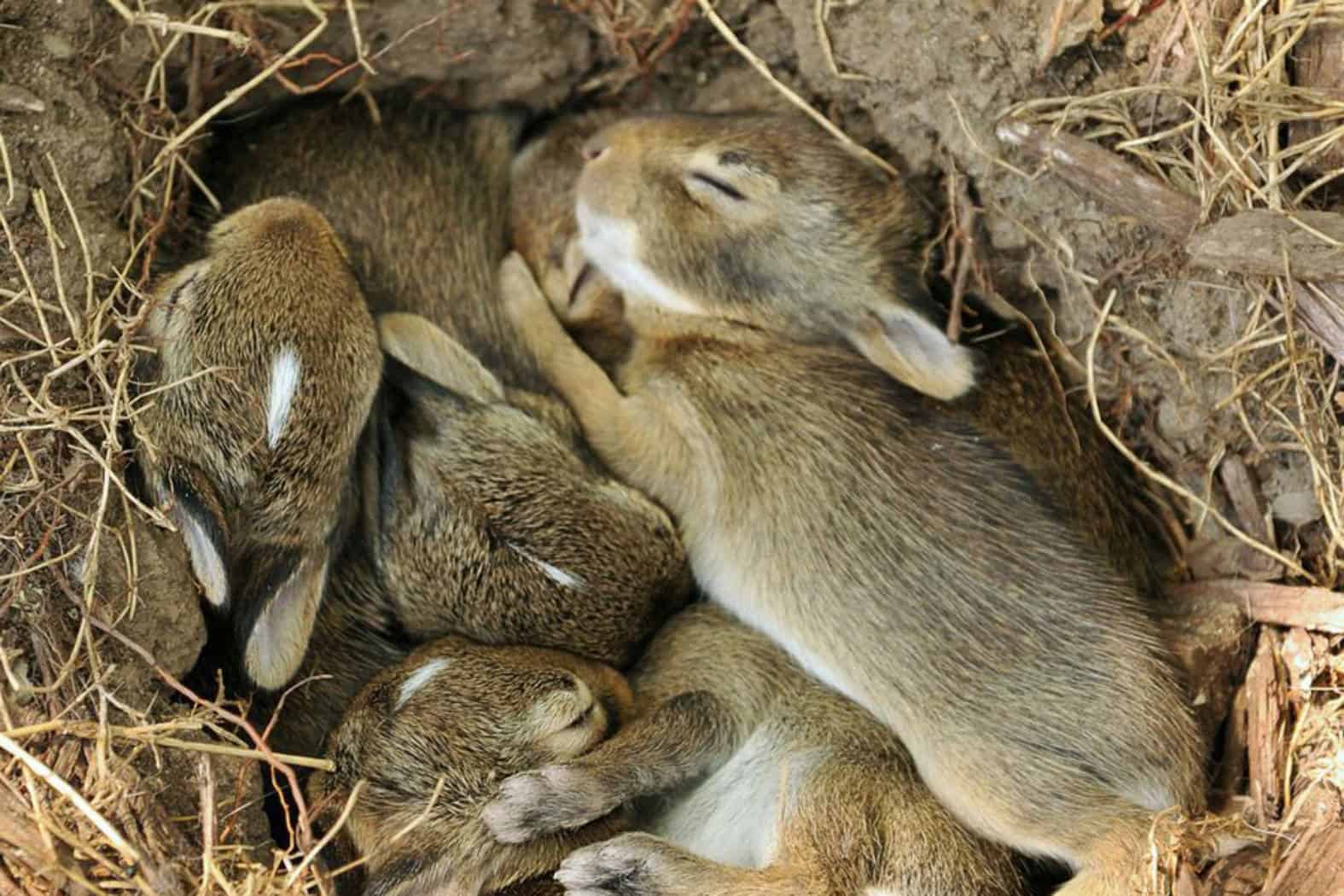 where do wild rabbits sleep