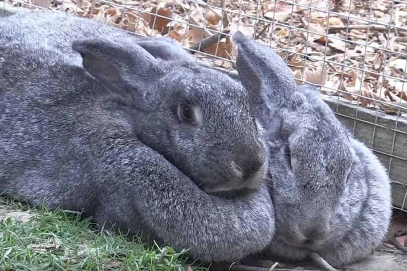 white flemish giant