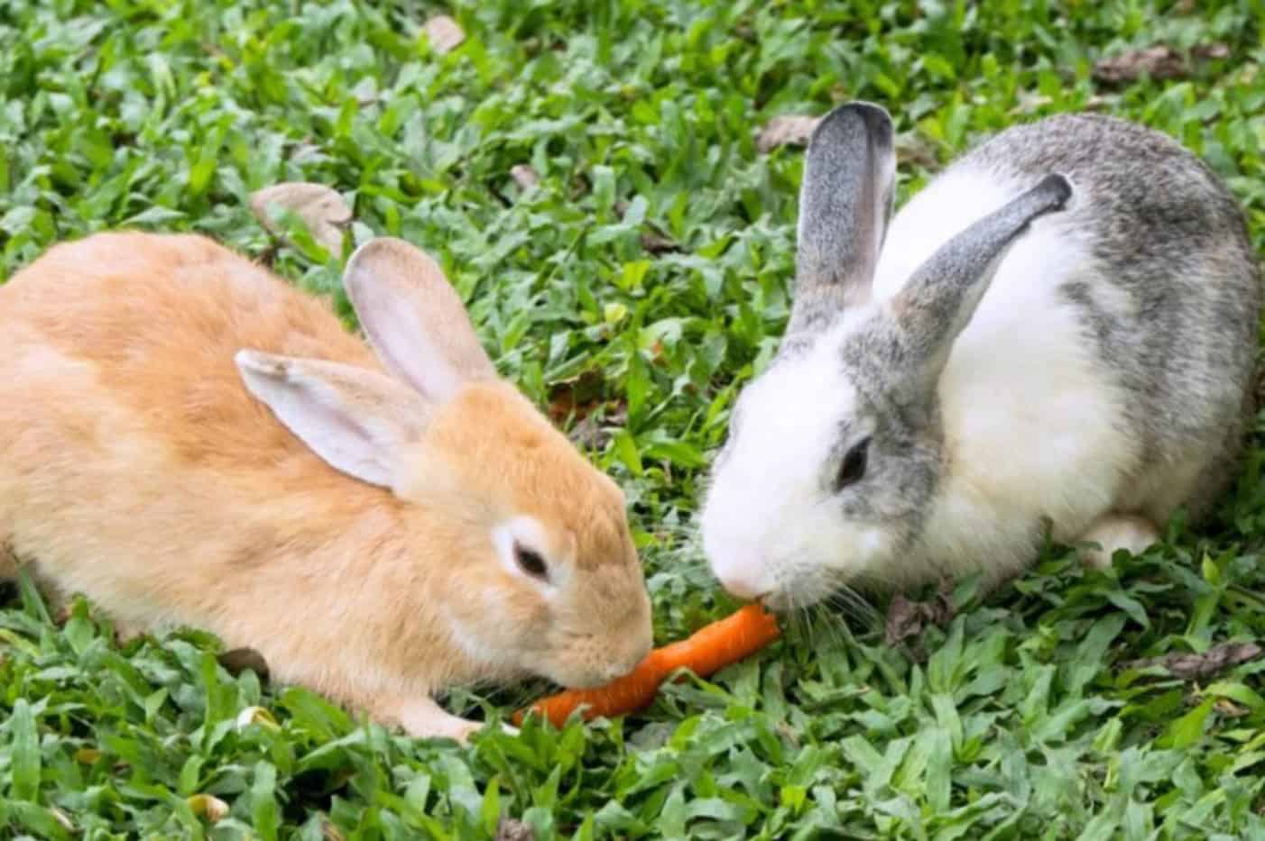 why do bunnies poop so much