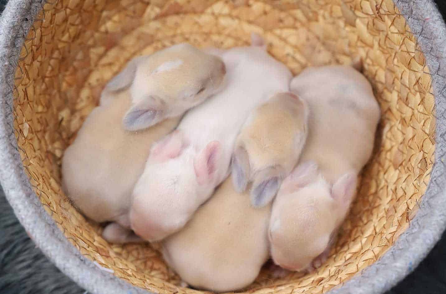 1 week old baby rabbits