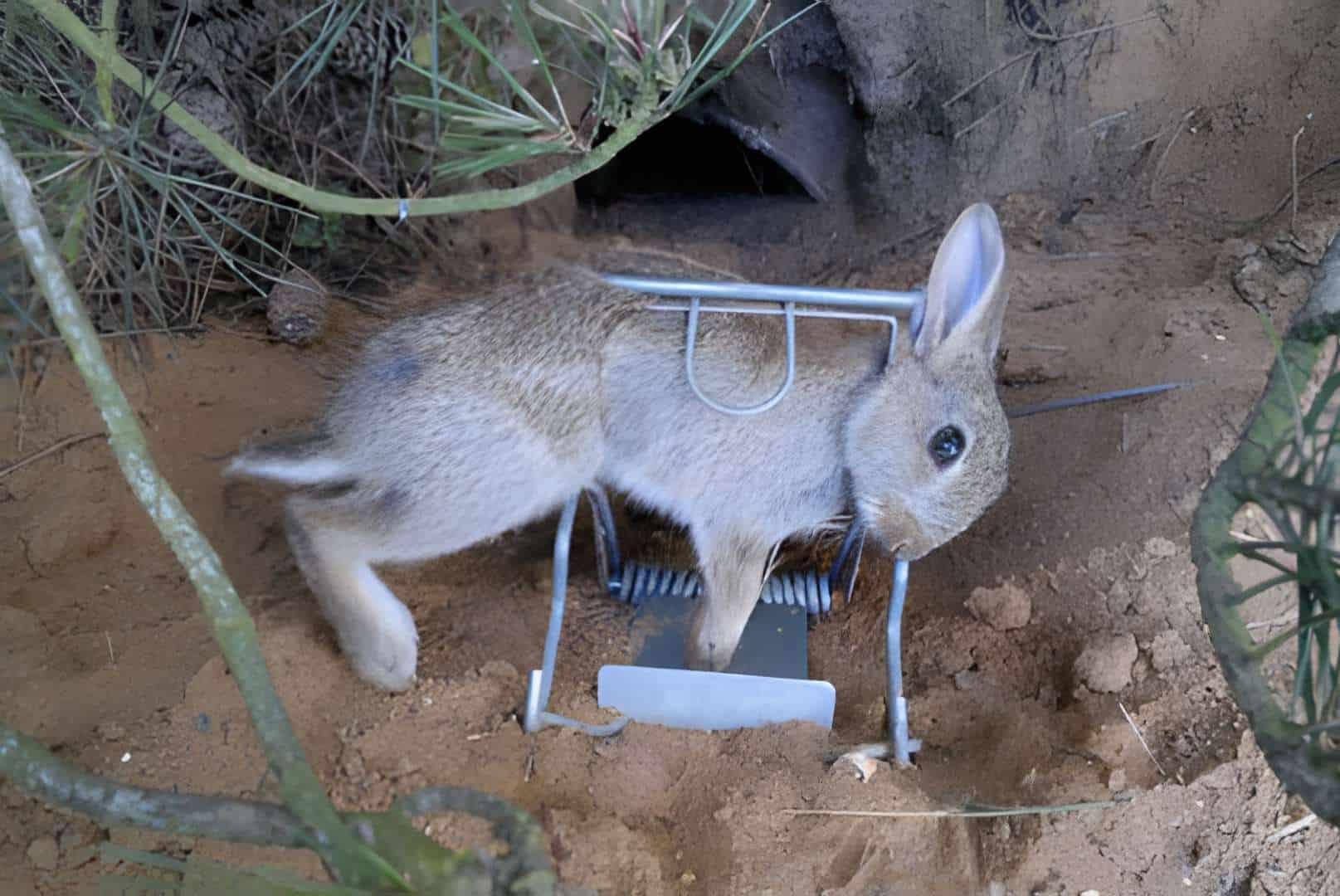 3 Proven Ways to Trap Rabbits