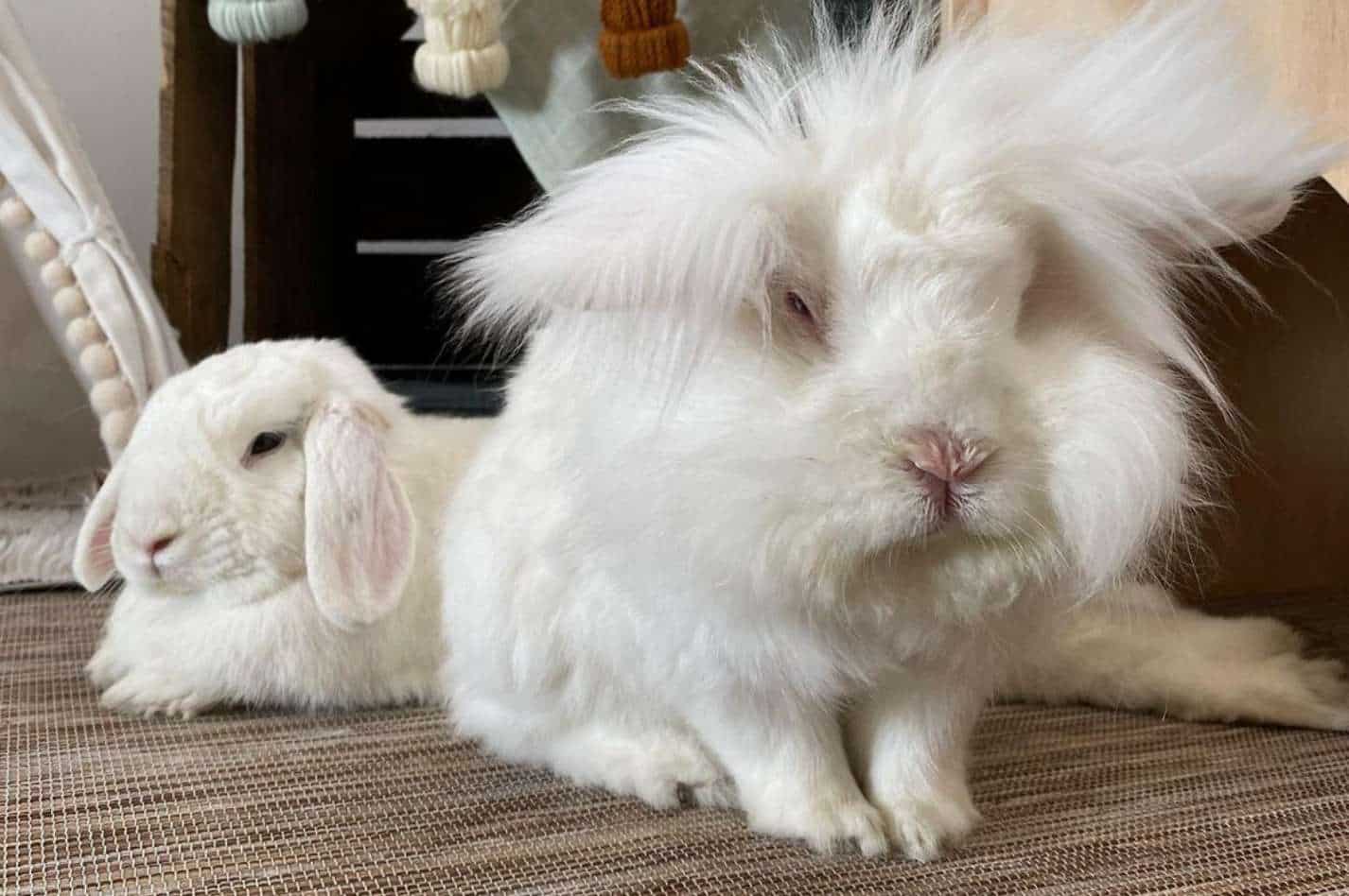 7 Best Pet Rabbit Breeds