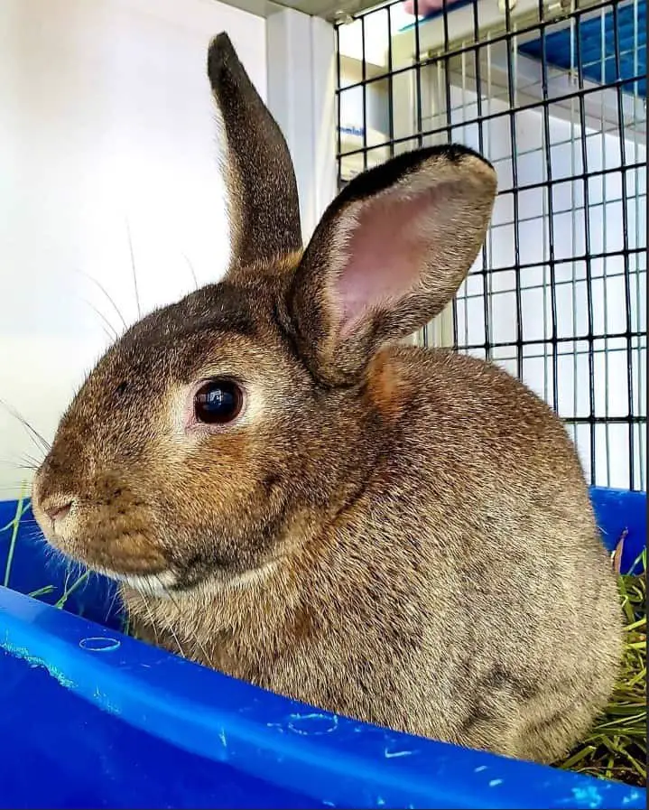 Agouti rabbit