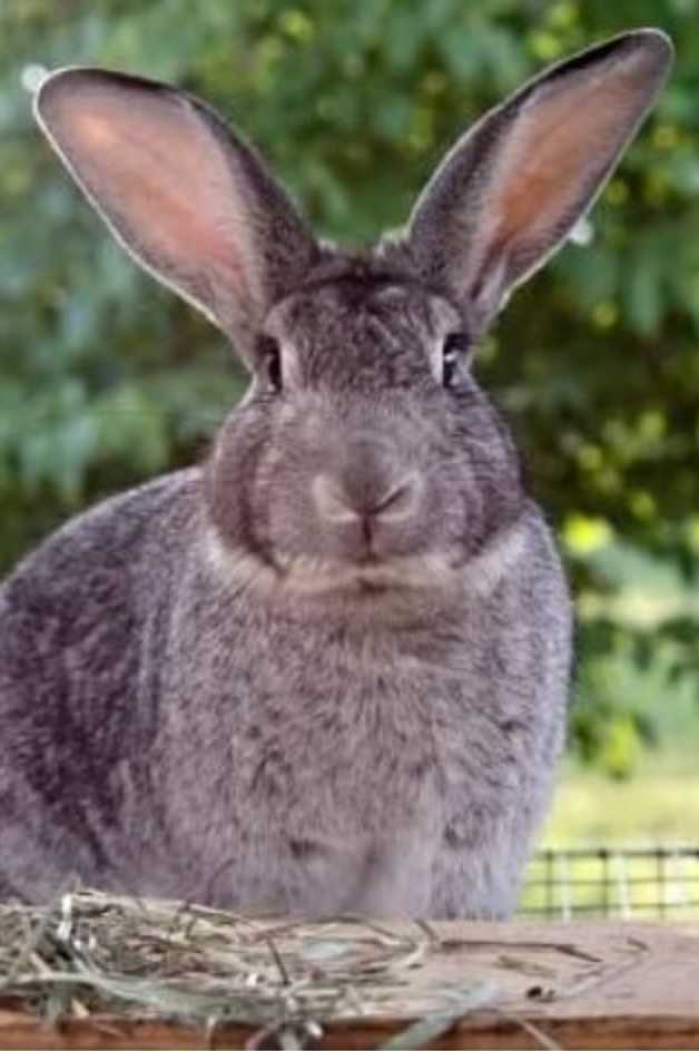 American Chinchilla