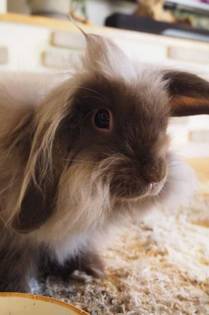 American Fuzzy Lop