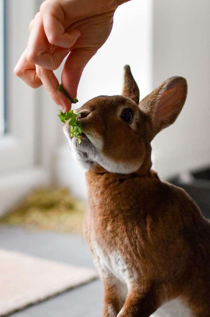 An Overview of the Mini Rex Rabbit Breed