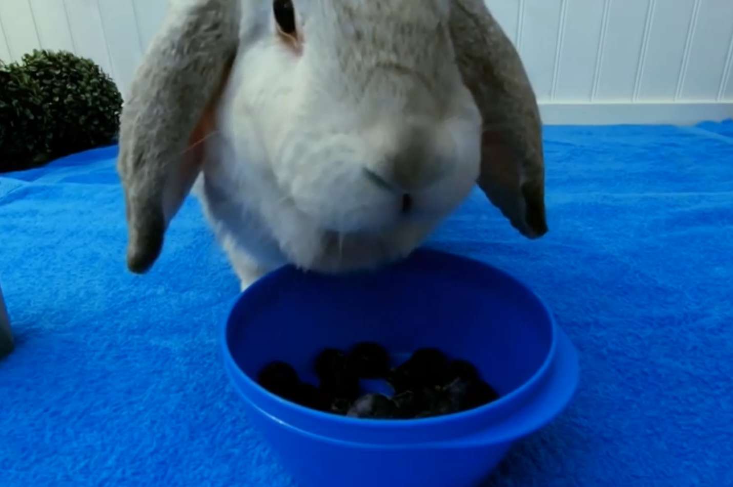 Are blueberries safe for rabbits