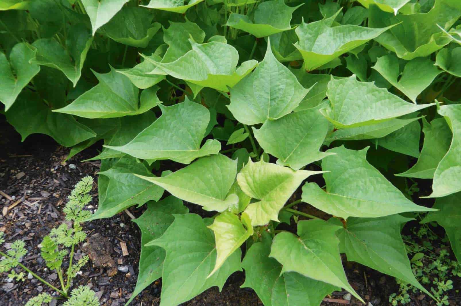 Are sweet potato leaves safe for rabbits