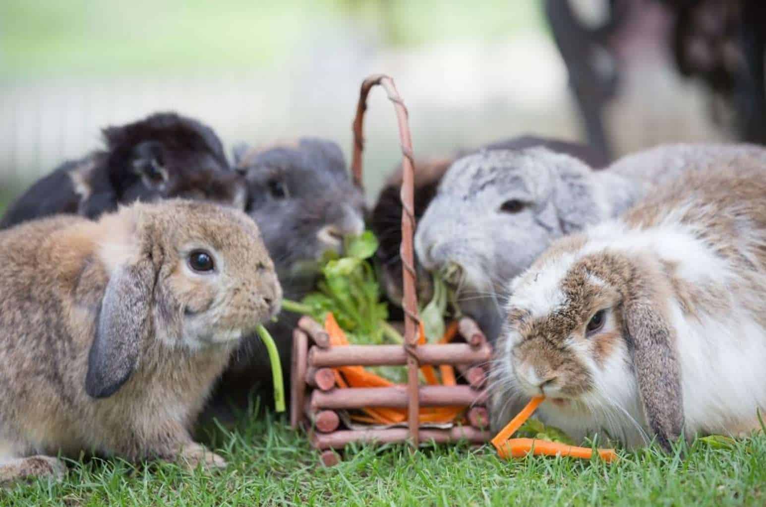 Basic Diet of your Bunny