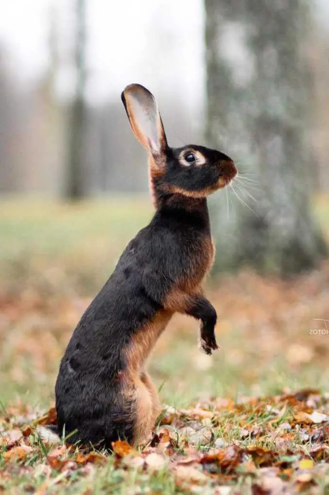 Belgian Hare