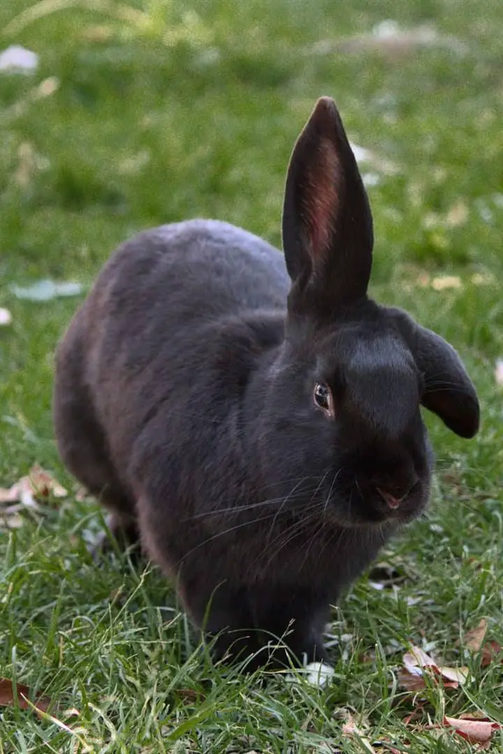 Black rabbit