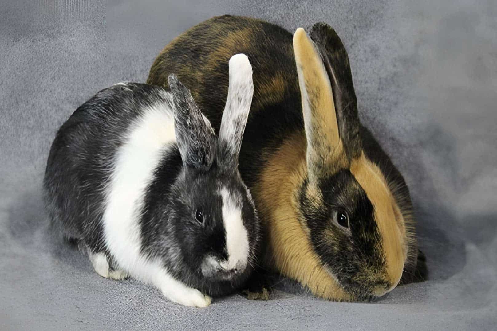 Breed Standard and Appearance of Harlequin Rabbit