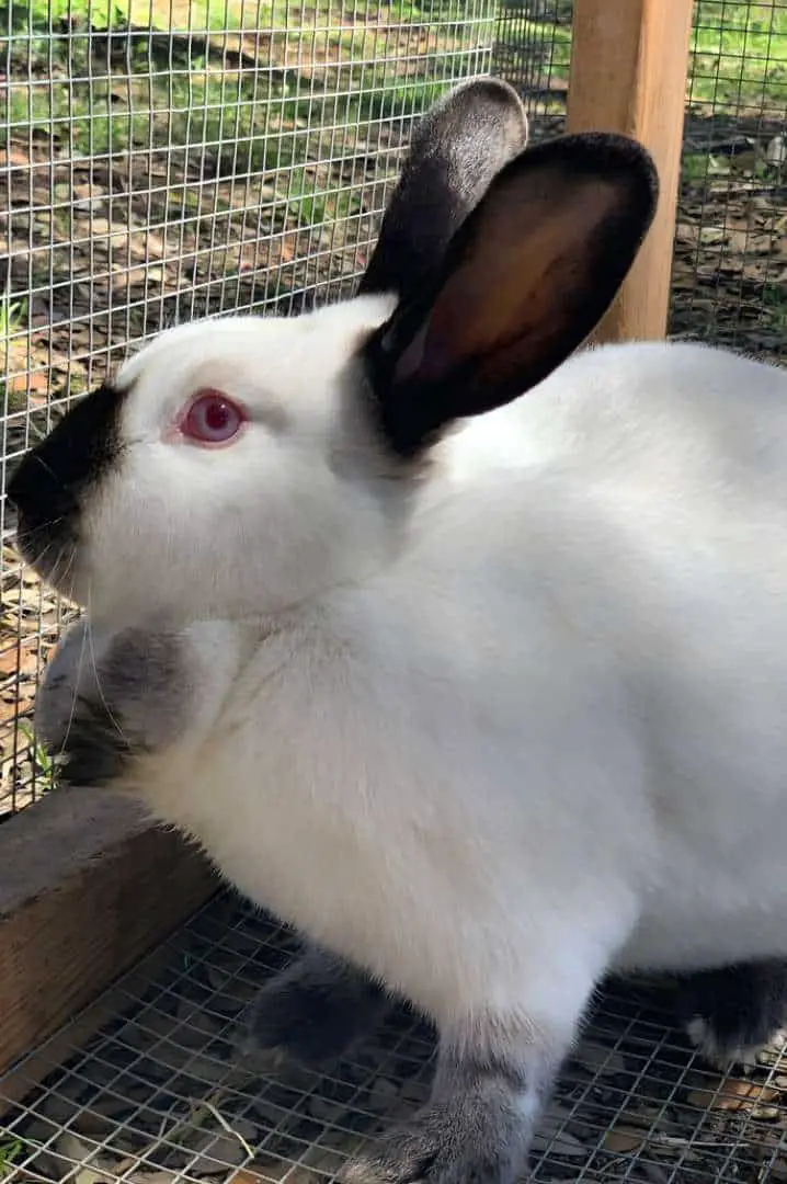 Californian Rabbits Info Chart