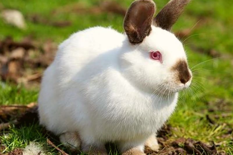 Californian rabbit