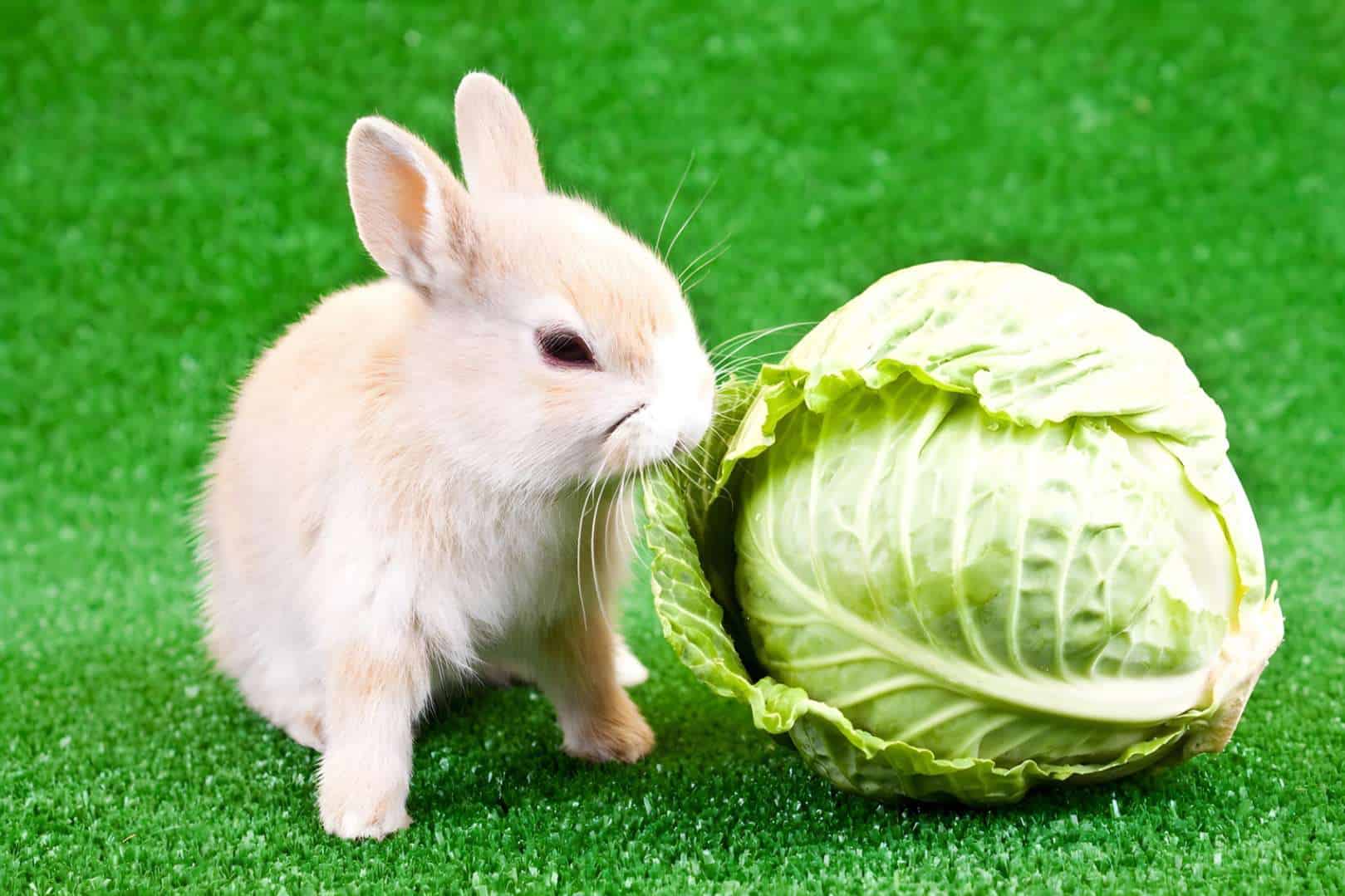 Can Rabbits Eat Cabbage