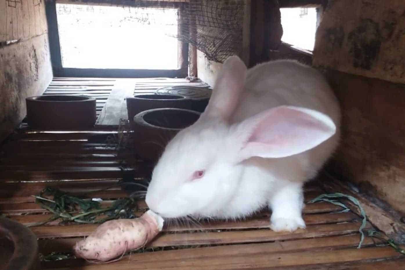 Can Rabbits Eat Sweet Potatoes