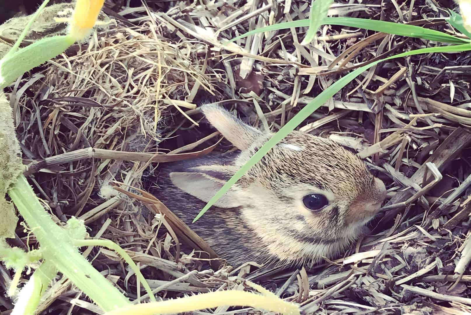 Can You Move a Rabbit Nest