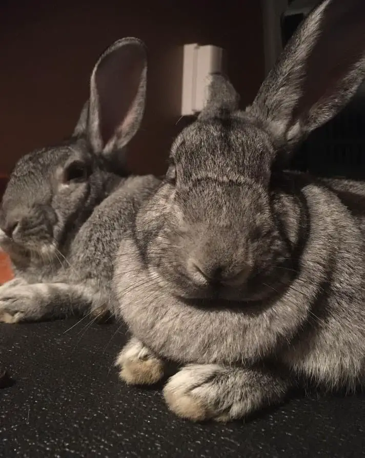 Chinchilla rabbit