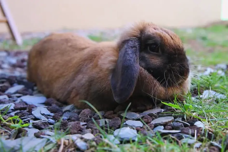 Chocolate rabbit