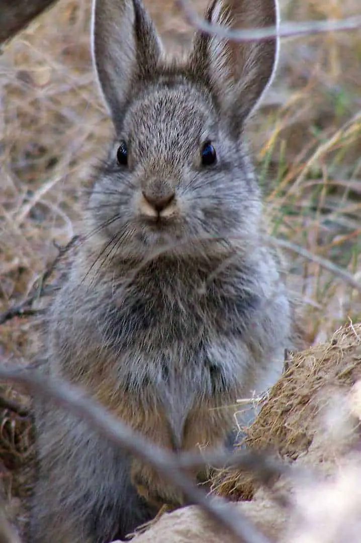 Columbia Basin Pygmy