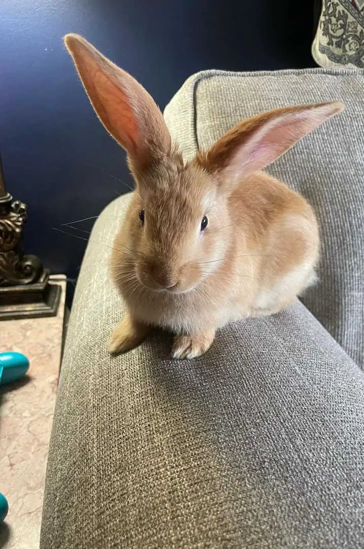 Flemish Giants