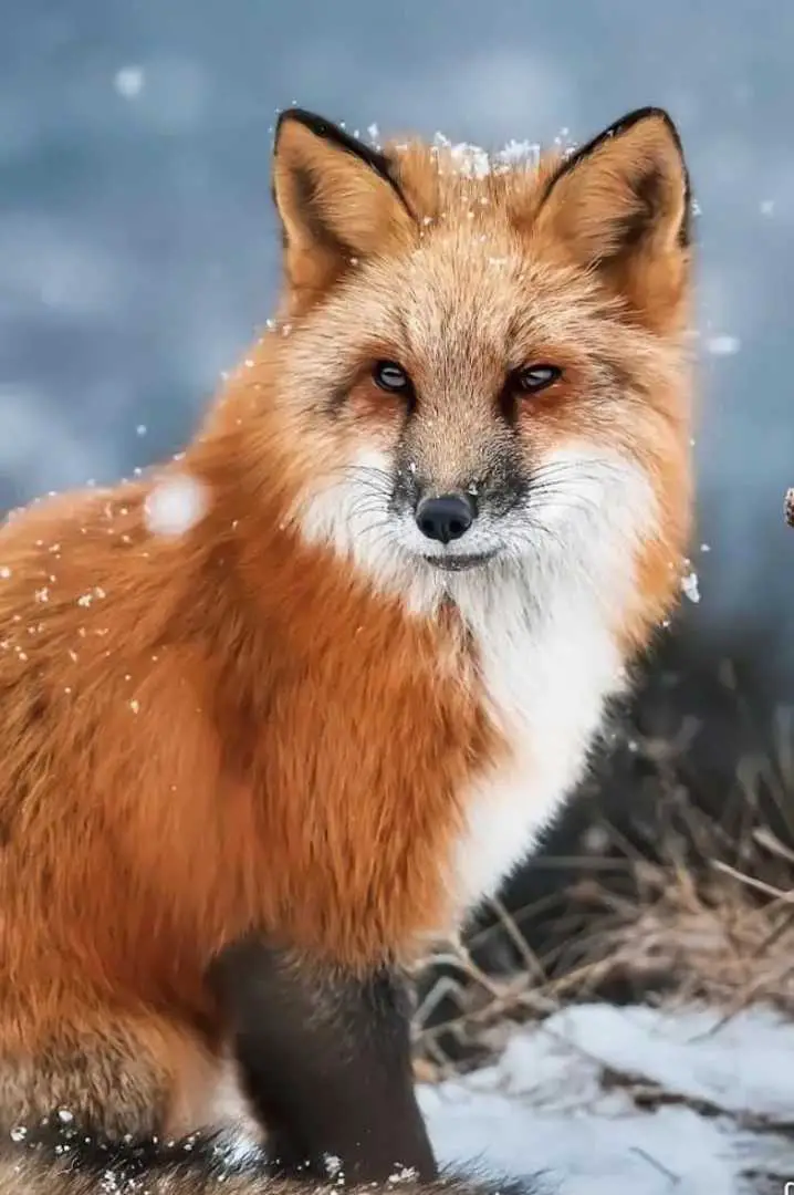 Fox