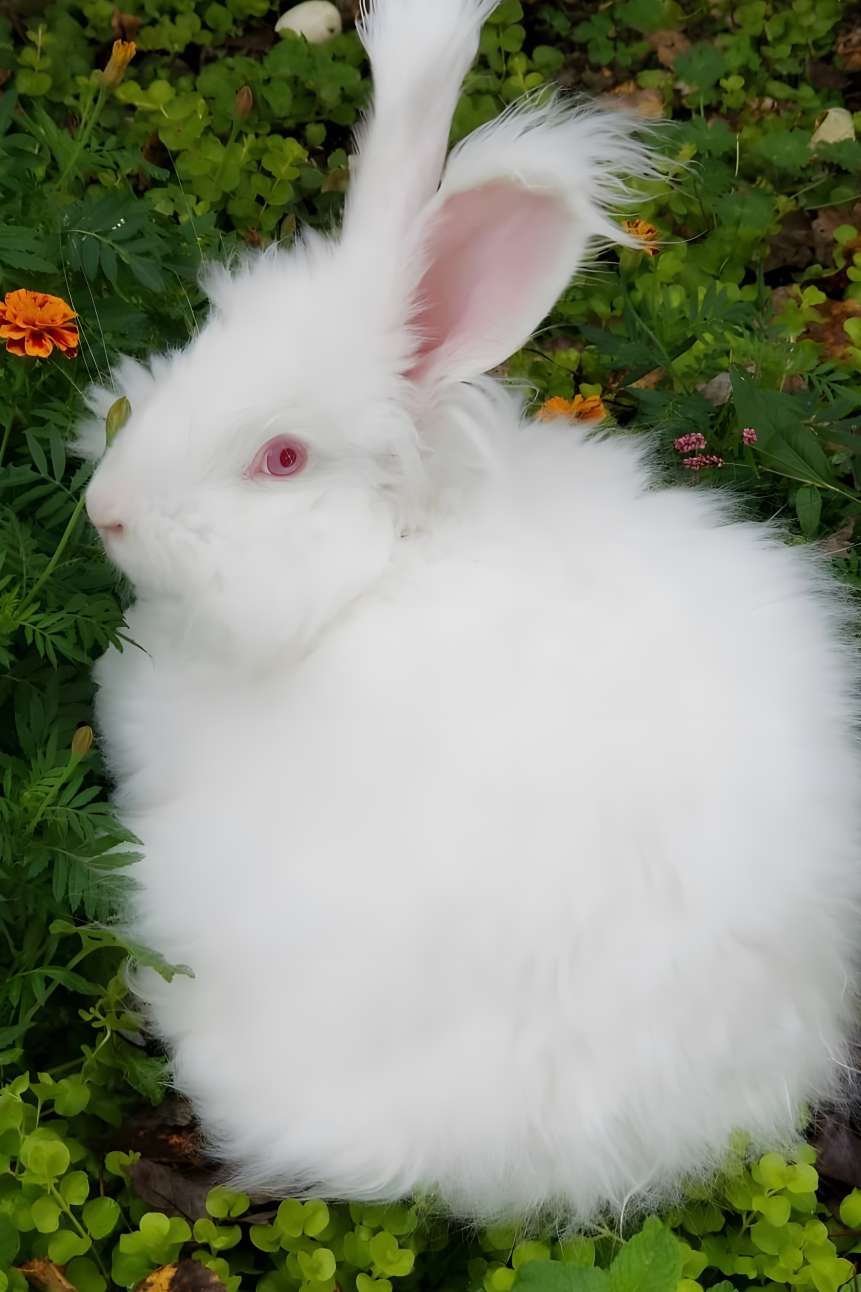 Giant Angora