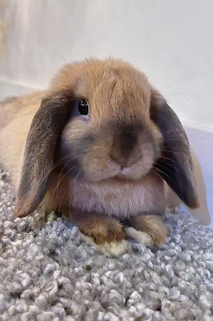 Holland Lop