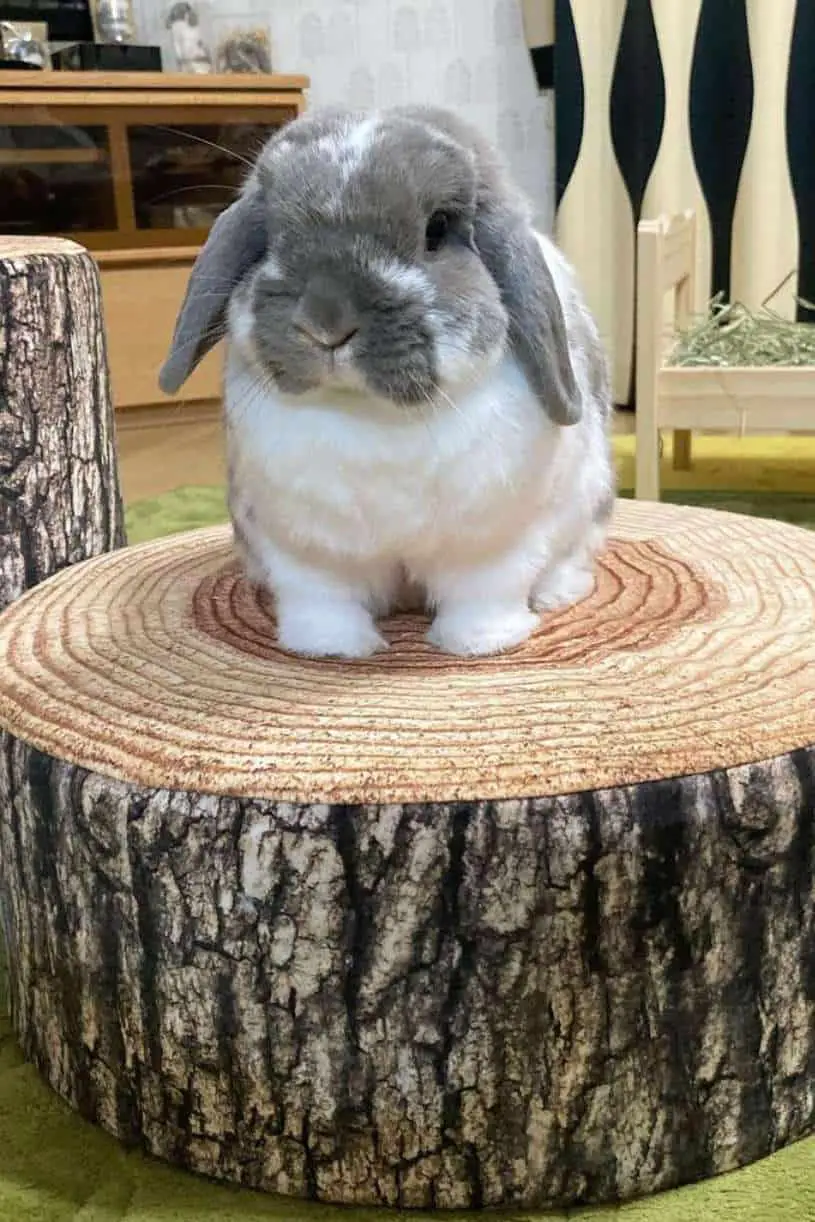 Holland Lop