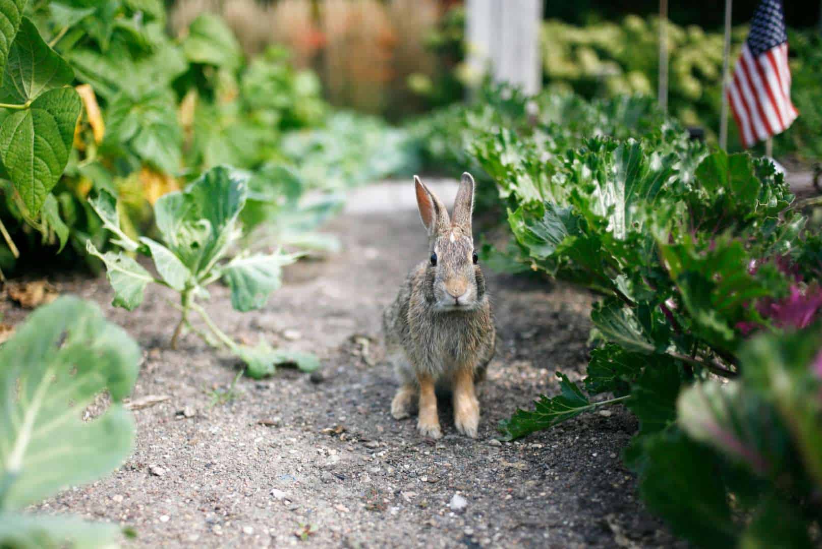 How To Get Rid of Rabbits