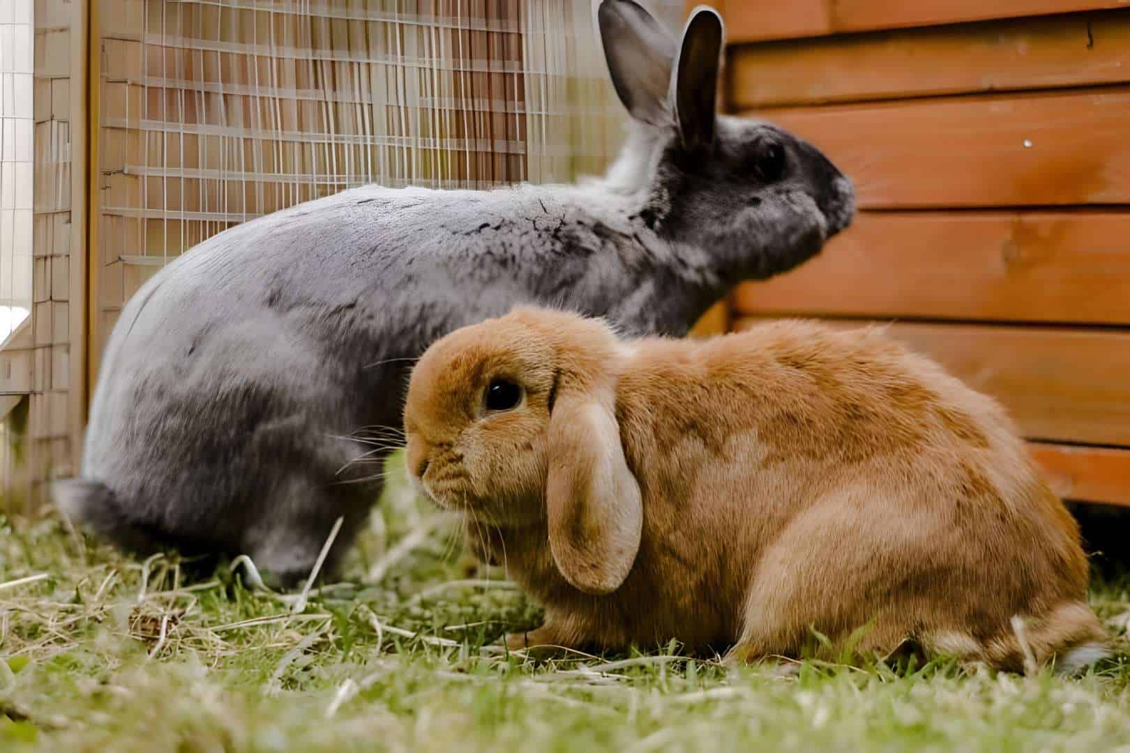 How to Care for a Neutered Rabbit