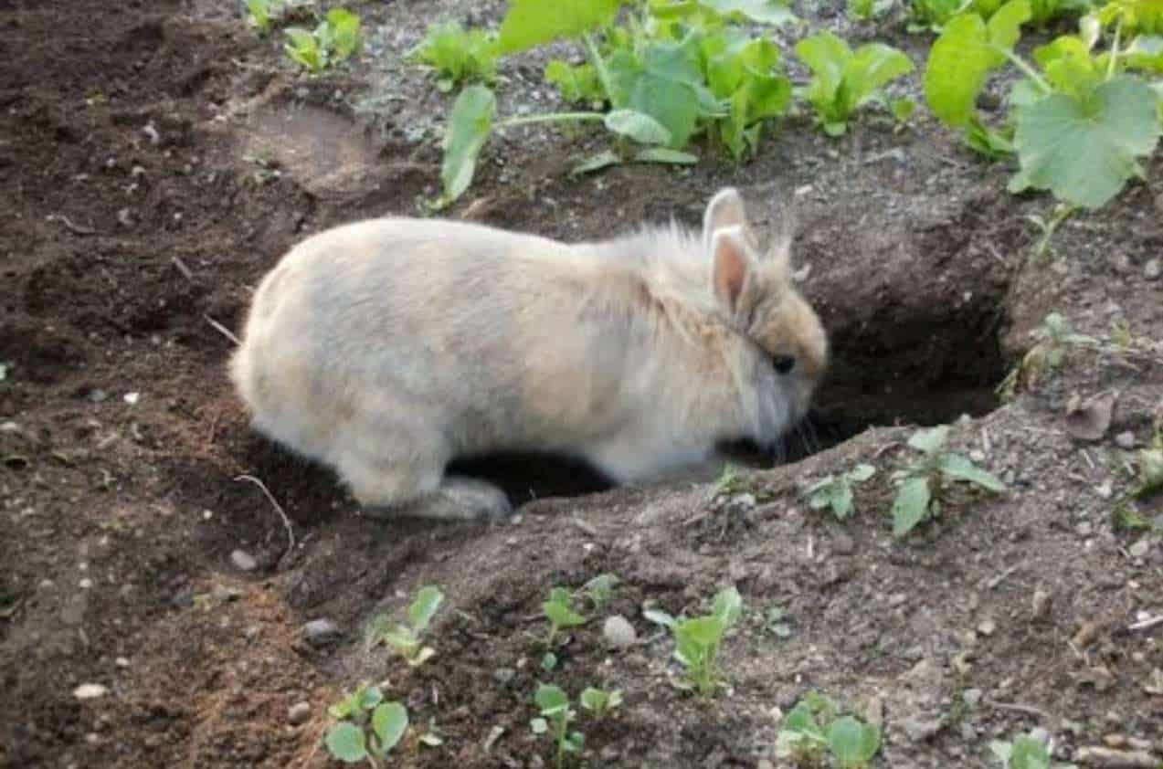 It's Innate Rabbits Dig Holes Because It is in Their Nature