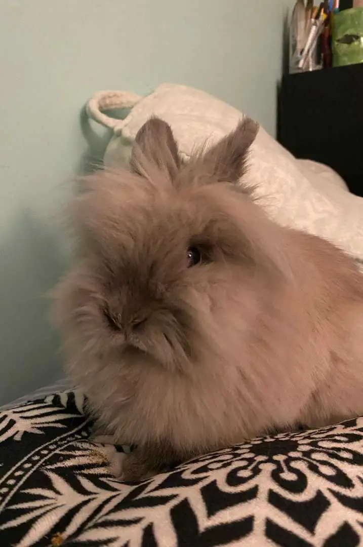 Lionhead 