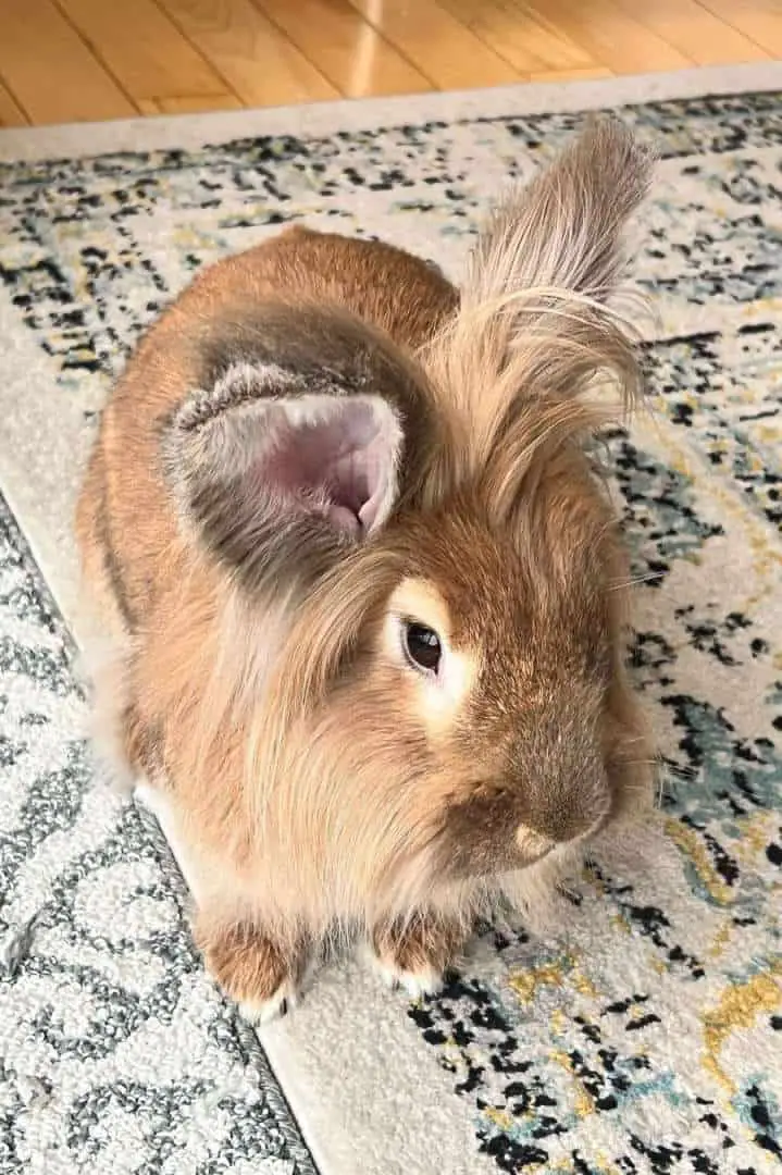 Lionhead Rabbits