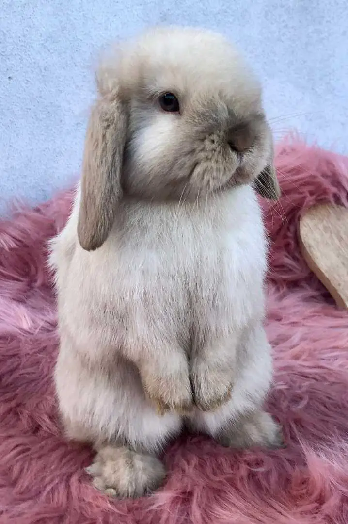 Mini Lop