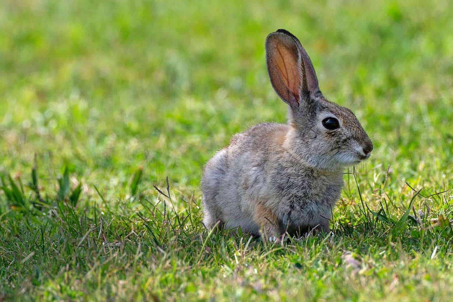 More Natural Rabbit Deterrents