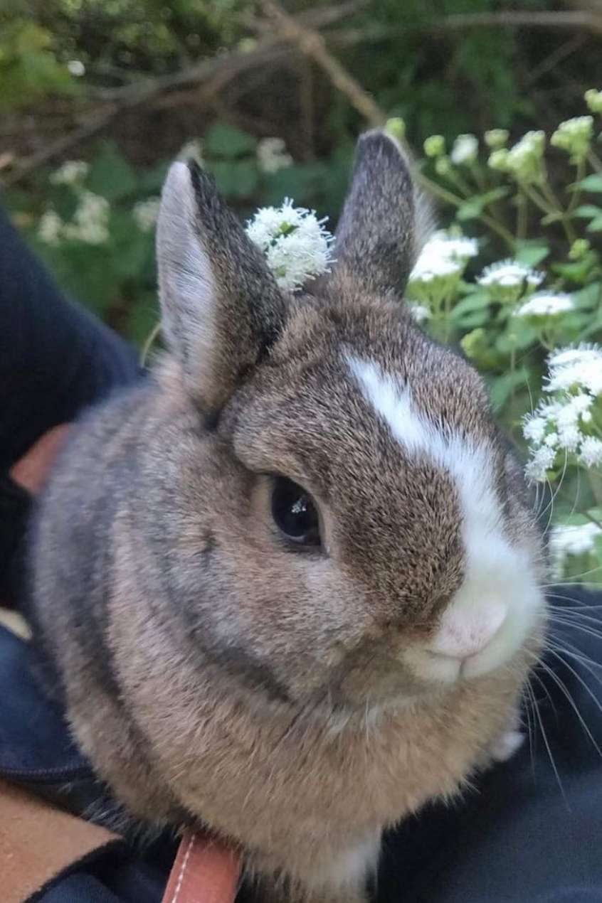 Netherland Dwarf Rabbit