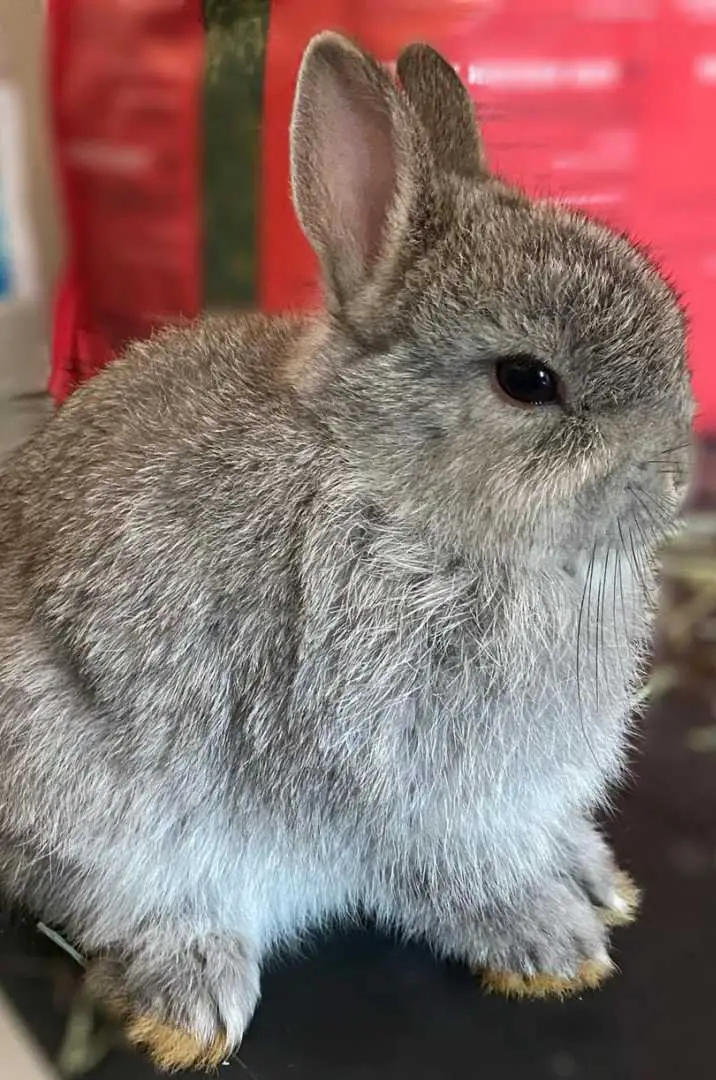 Netherland Dwarf