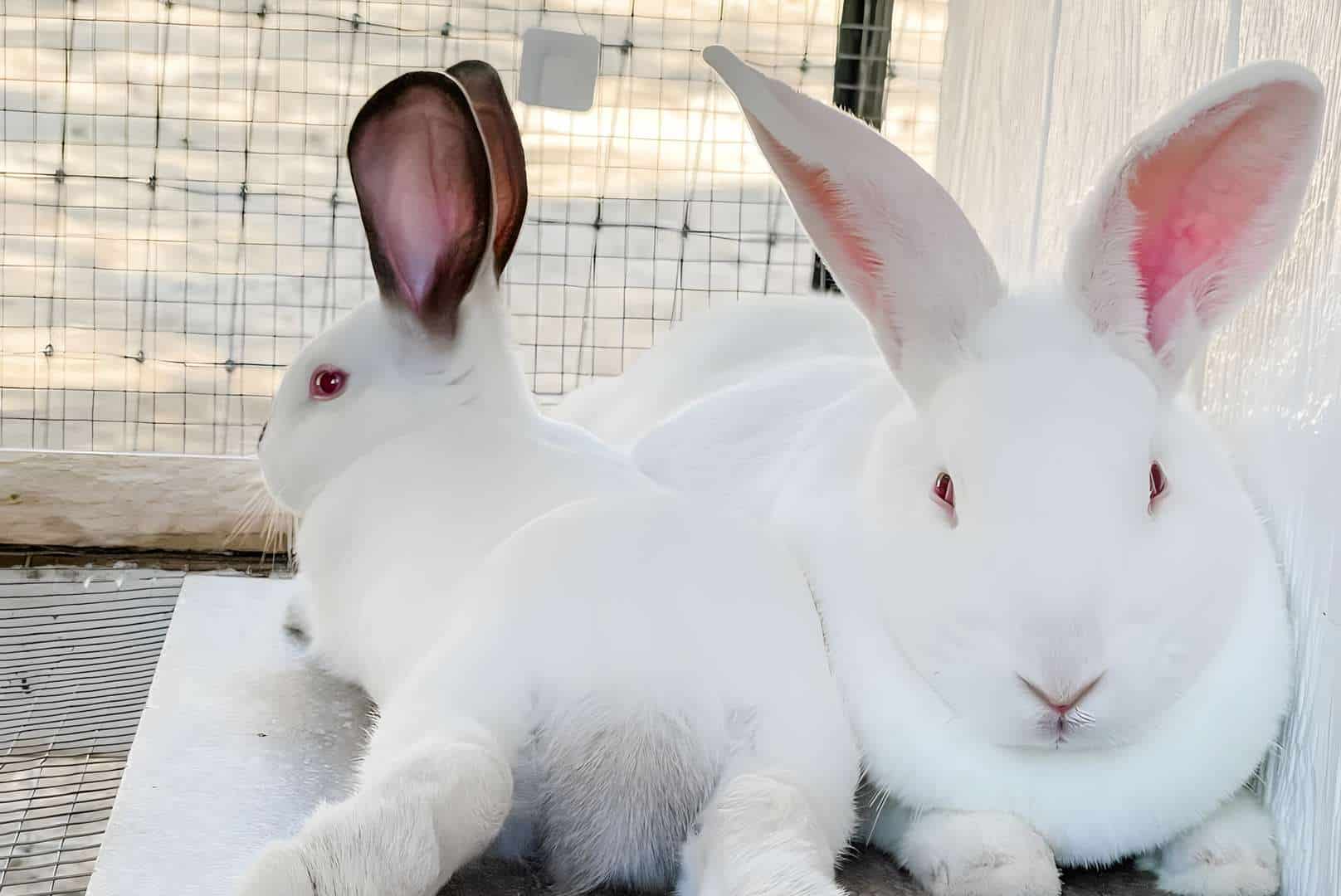 New Zealand Rabbit