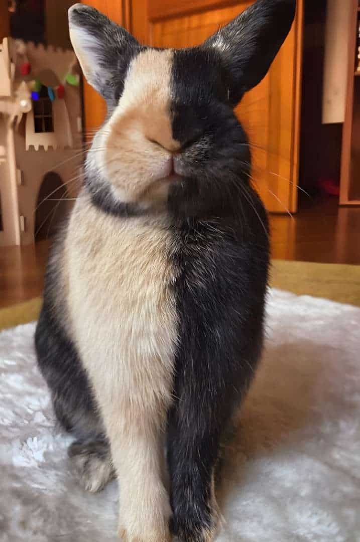 Personality and Temperament of Harlequin Rabbit