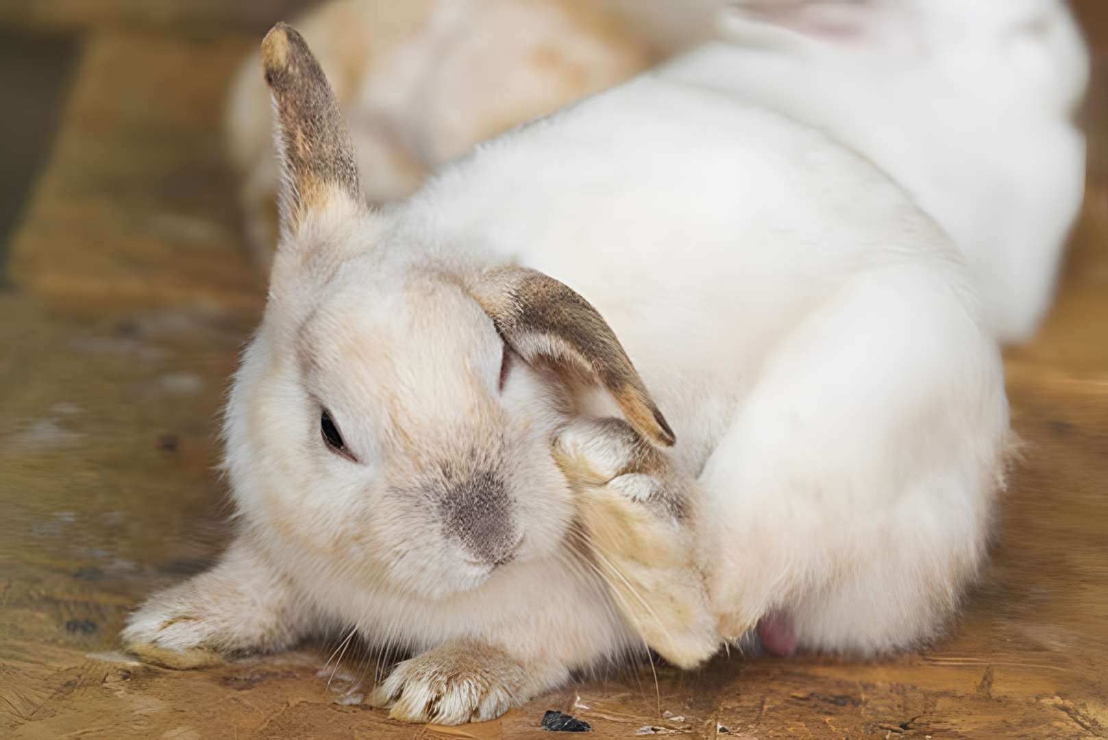 Preventing Ear Mites