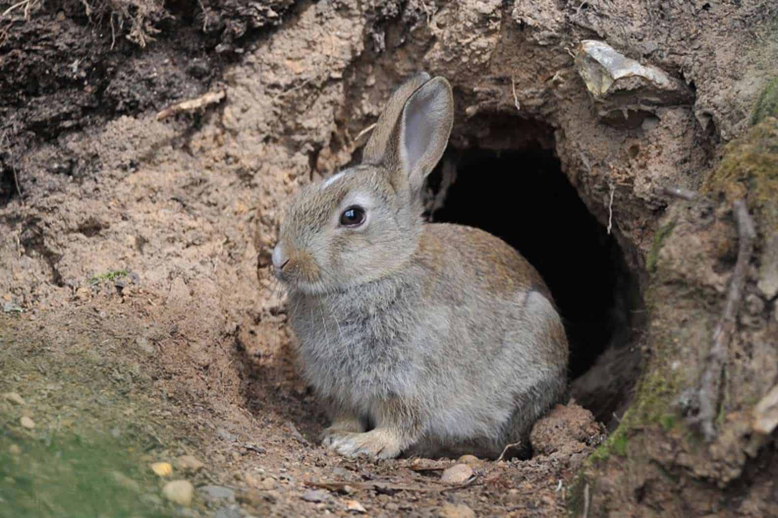 Rabbit Burrows