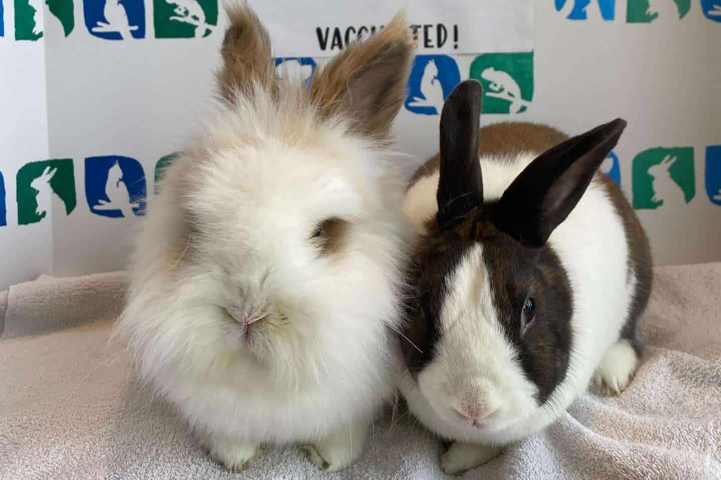 Rabbit Hemorrhagic Disease